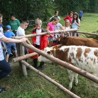 Grupa turystów przy zagrodzie z krową